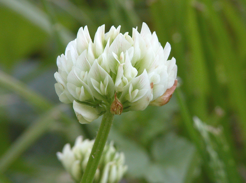 Ashland Clean-Up Day: Protecting Running Buffalo Clover - Kentucky ...