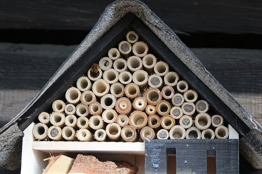 5 Ways to Attract Bees to Your Garden - Kentucky Native Plant Society