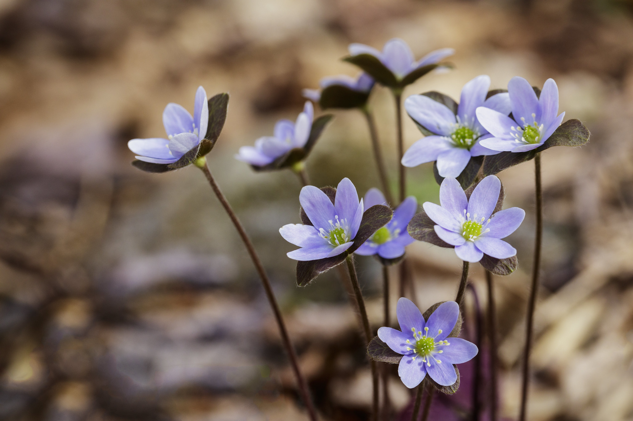 Native spotlight: Hepatica - Kentucky Native Plant Society