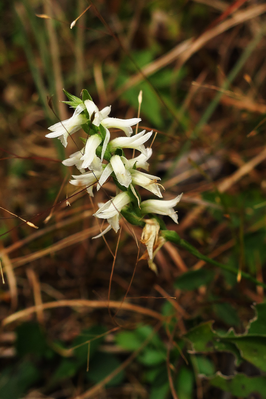 Field Trips Archives - Kentucky Native Plant Society