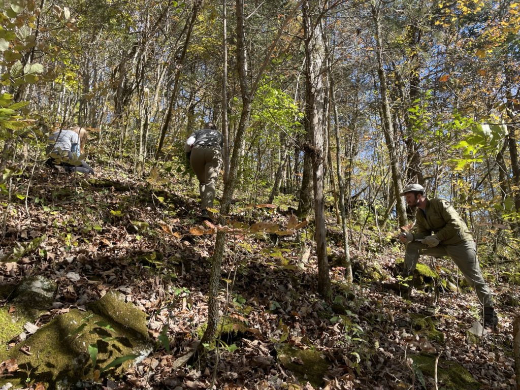 Recovering the globally rare Kentucky Clover in the Inner Bluegrass ...