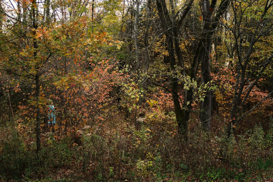 KNPS Native Plant Stewardship And Biodiversity Awards 2021 - Kentucky ...