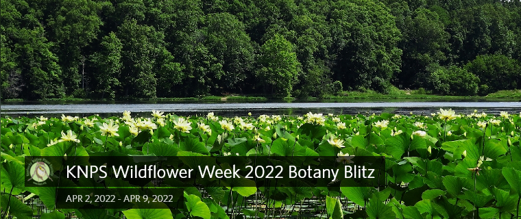 KNPS BotanyBlitz 2022 - Kentucky Native Plant Society