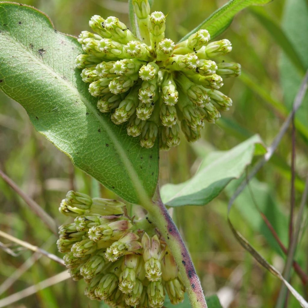 Front Page - Kentucky Native Plant Society