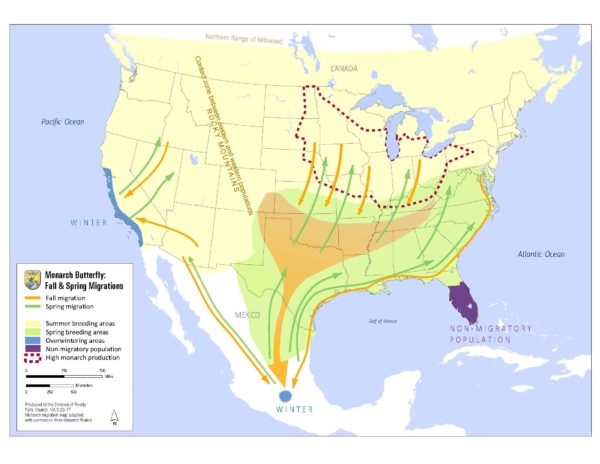 Monarch Butterflies and Milkweeds: Planting Kentucky Native Milkweed ...