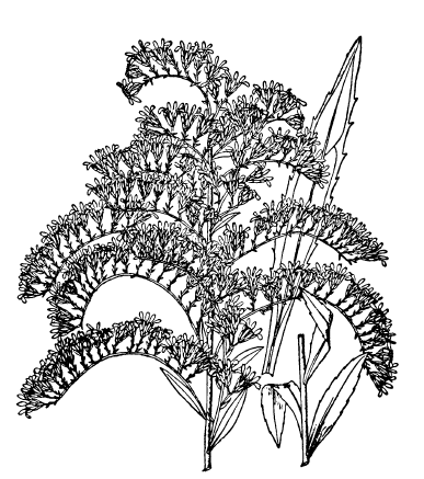 Plant Profiles Archives - Kentucky Native Plant Society
