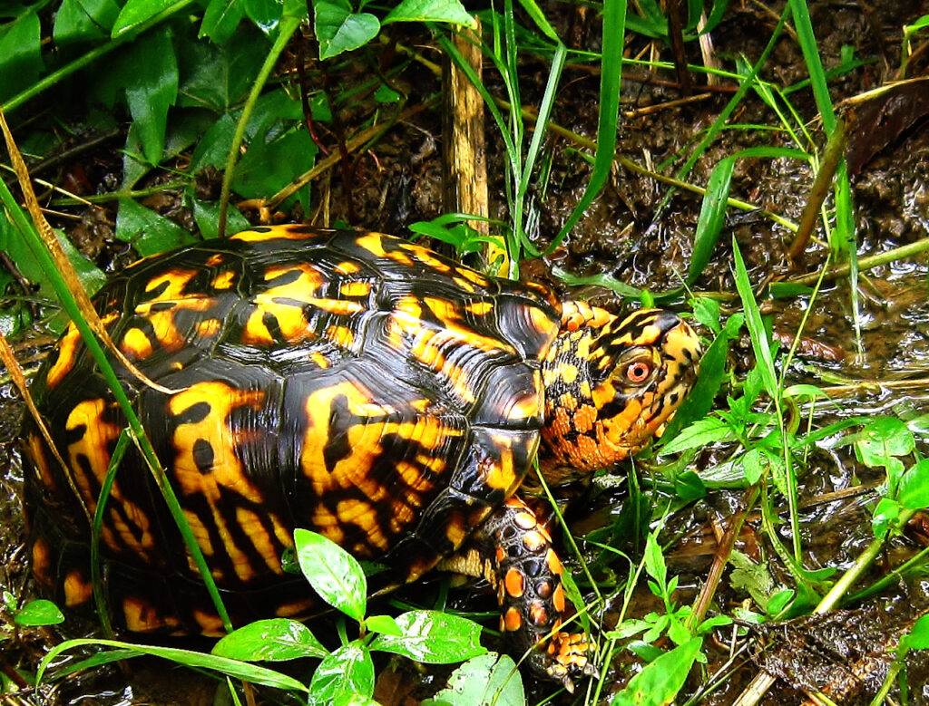 How to Take a Walk in the Woods - Kentucky Native Plant Society