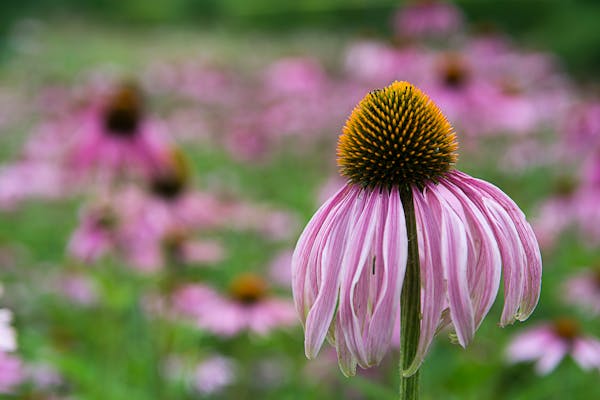 Field Trip at Pine Creek Barrens — June 8, 2024