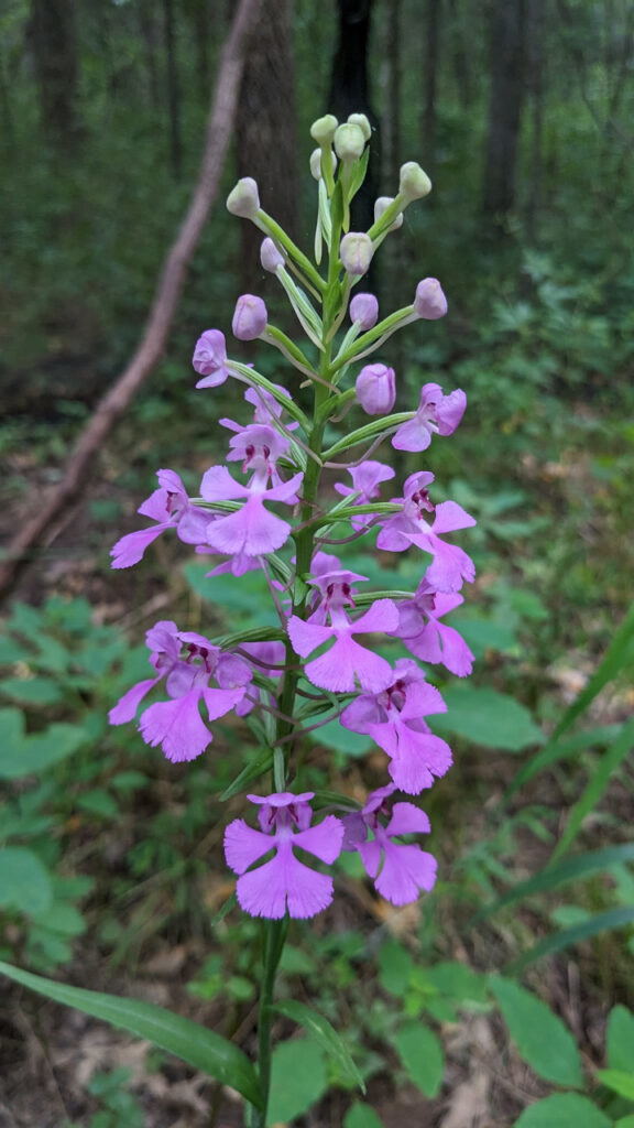 Purple Fringeless Orchid (Platanthera peramoena A. Gray): A Small Restoration Success Story