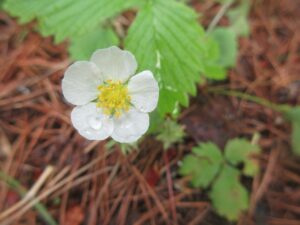 This is a picture of wild strawberry