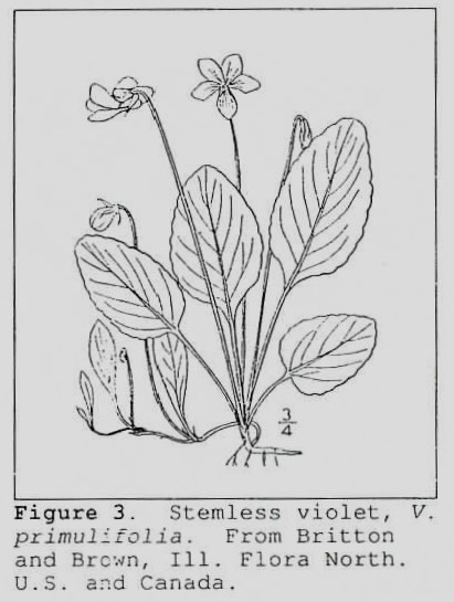 From the Lady Slipper Archive: The Genus Viola (Violaceae) The Violets