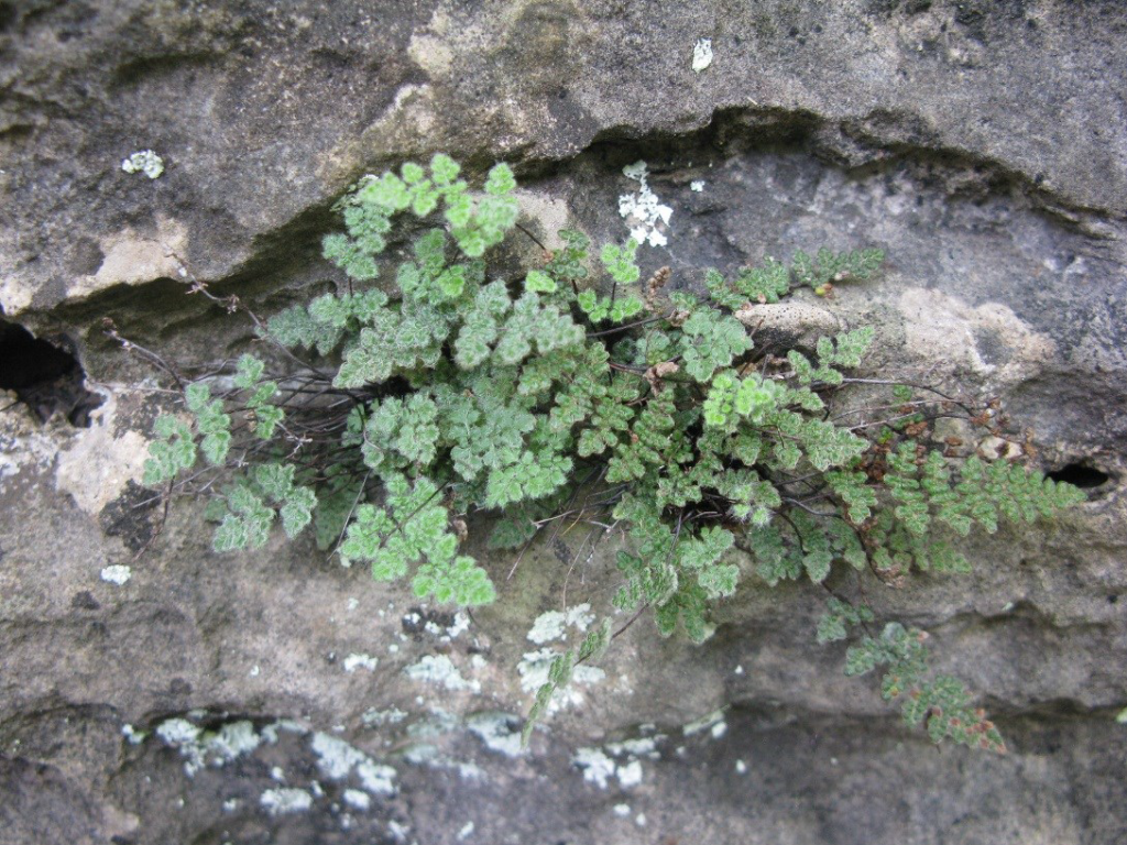 From the Lady Slipper Archives: The Slender Lip Fern in Kentucky