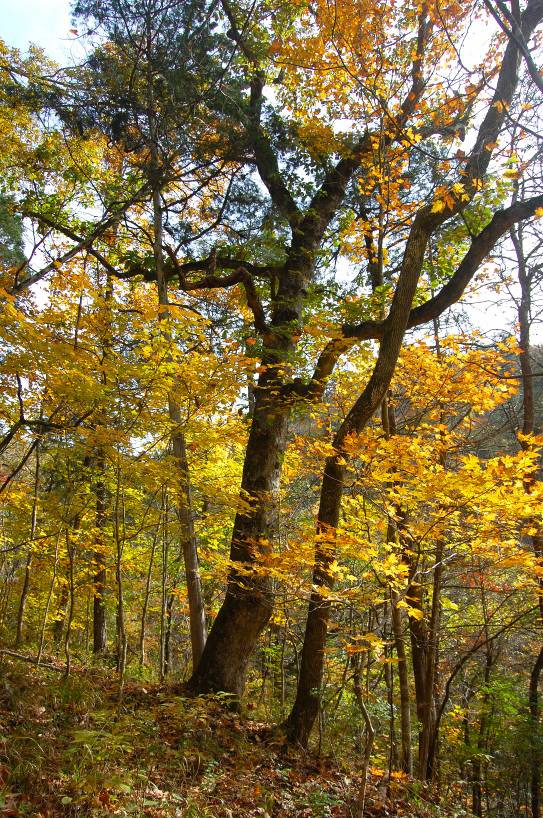 From the Lady Slipper Archives: Floracliff’s Old Trees: Acorns of Restoration for the Inner Bluegrass Region